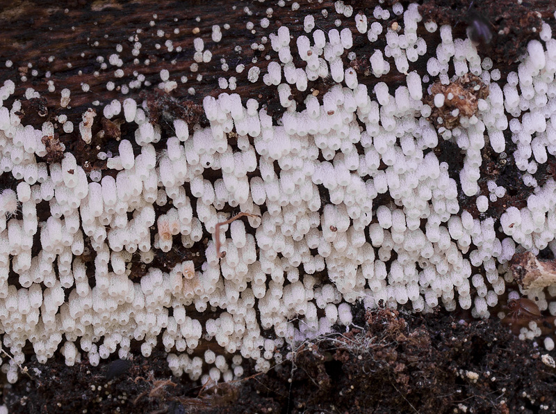 Henningsomyces puber